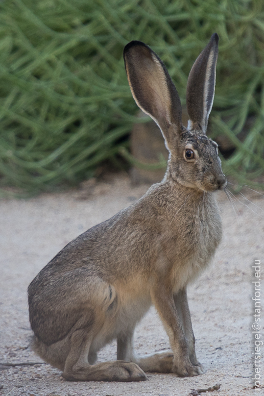 hare